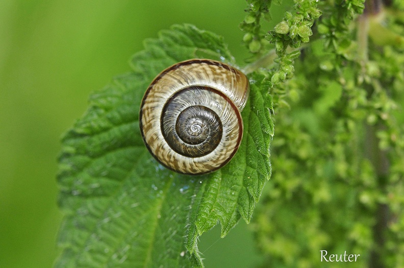 Gefleckte Schnirkelschnecke (Arianta arbustorum)